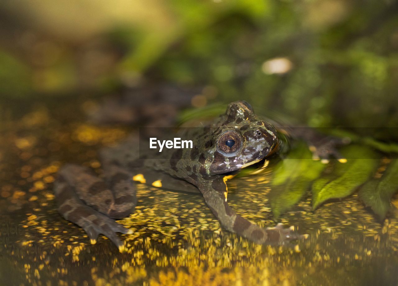 Close-up of frog in water