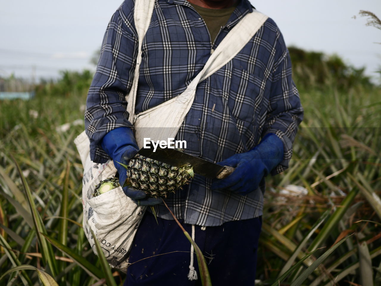 Farmers are harvesting ripe pineapples in the field using a cutting blade. agriculture concept