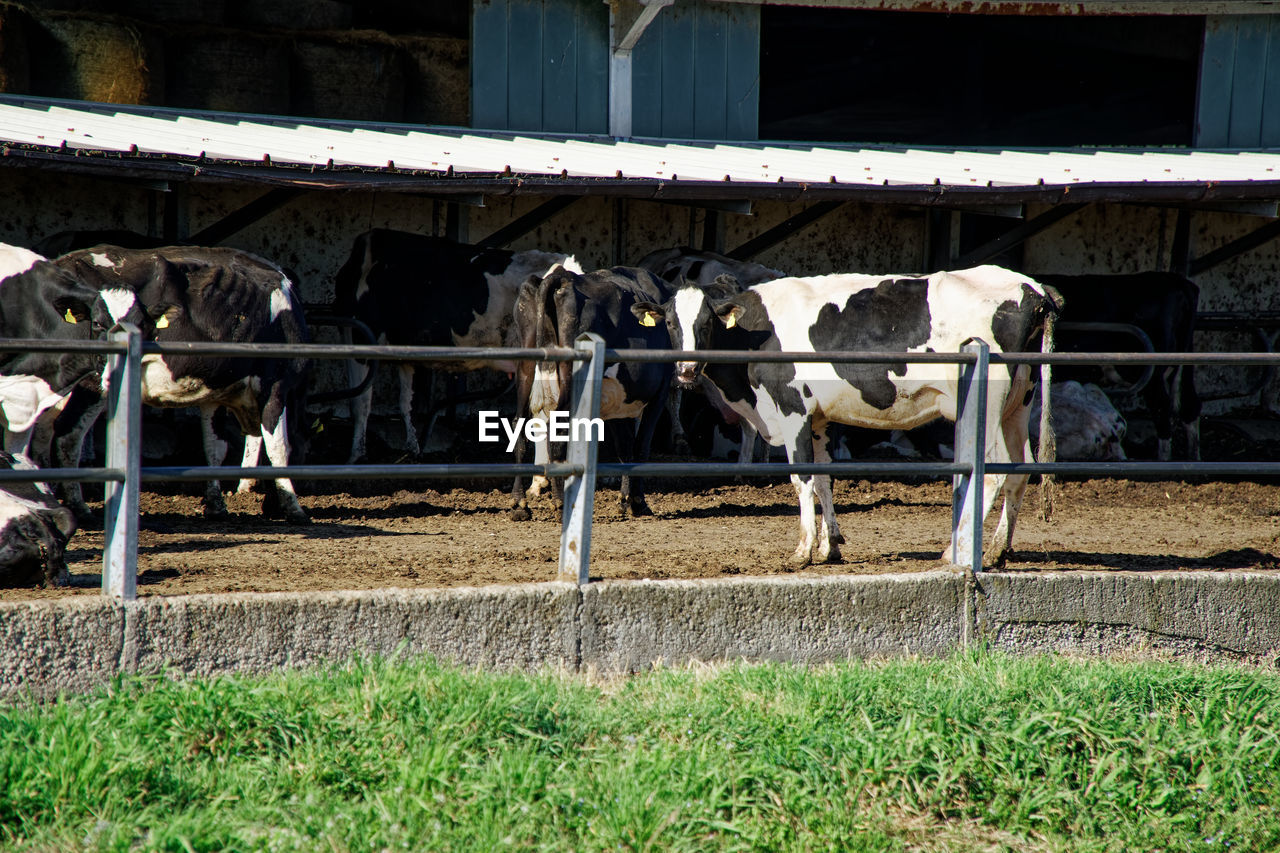 COWS IN A PEN