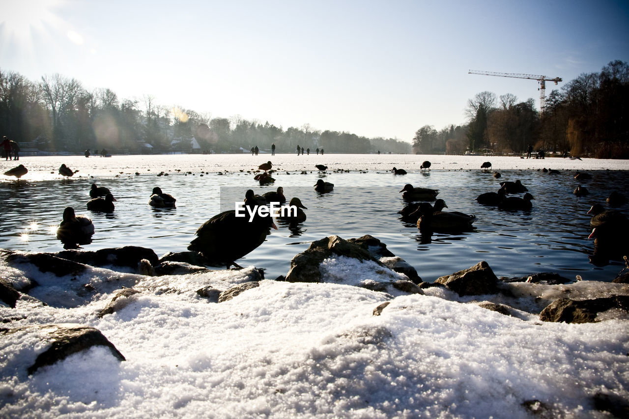 Surface level of birds floating in water during winter