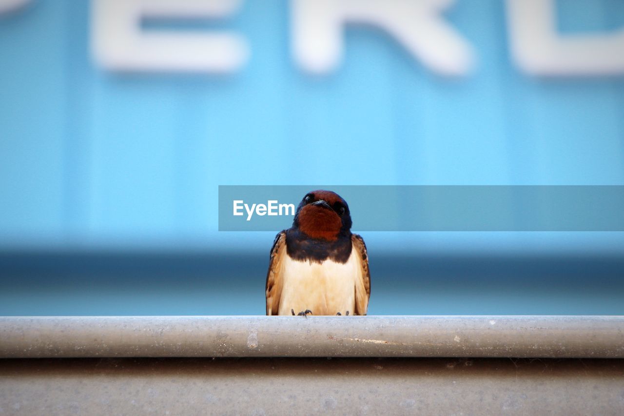 Low angle view of bird perching on metal rod