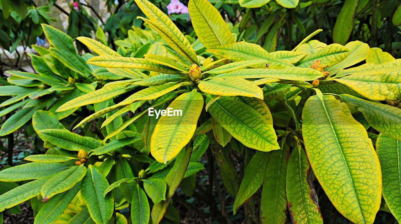 Detail shot of green leaves