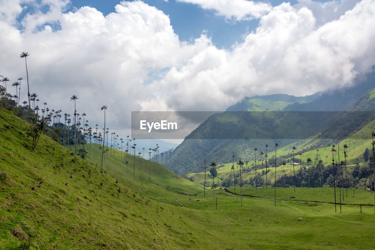 SCENIC VIEW OF GREEN FIELD AGAINST SKY