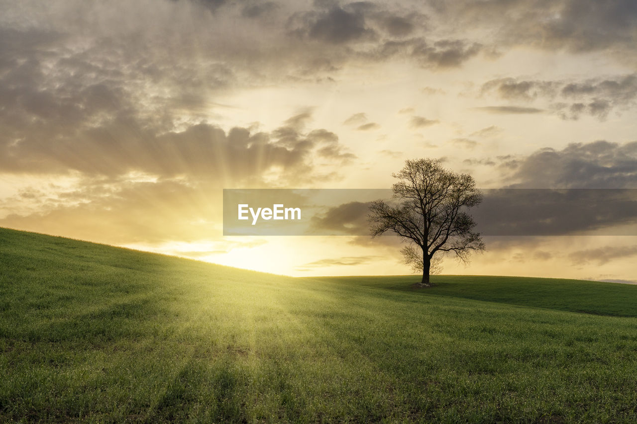 sky, nature, environment, landscape, horizon, morning, plant, sunlight, field, grass, cloud, beauty in nature, land, tree, scenics - nature, sun, sunbeam, grassland, plain, tranquility, tranquil scene, green, rural scene, sunrise, horizon over land, meadow, back lit, dawn, lens flare, cloudscape, dramatic sky, idyllic, light, rural area, no people, summer, moody sky, twilight, hill, outdoors, agriculture, non-urban scene, prairie, natural environment, landscaped, vibrant color, springtime, pasture, light - natural phenomenon, growth, urban skyline, bright, shadow, backgrounds, atmospheric mood, blue, day