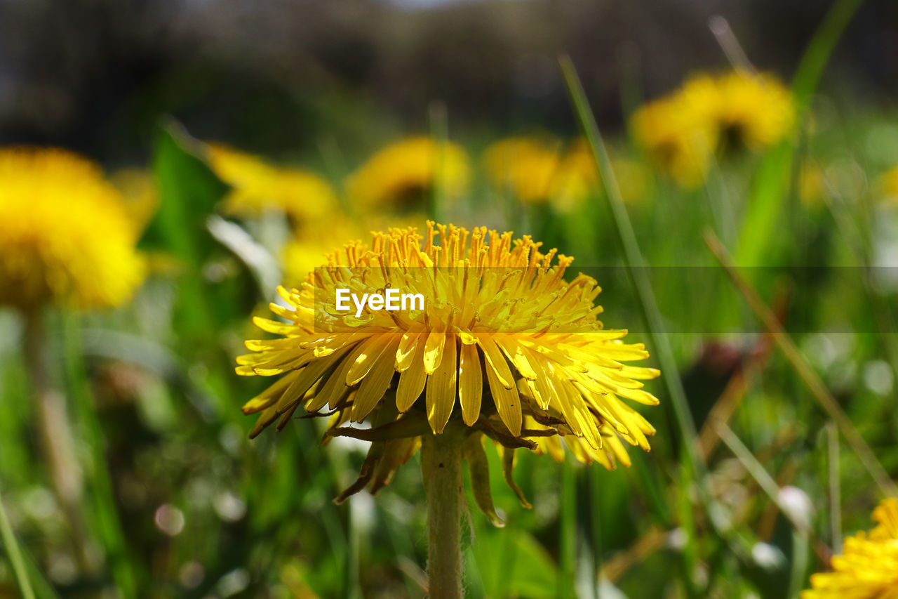 CLOSE-UP OF YELLOW FLOWER