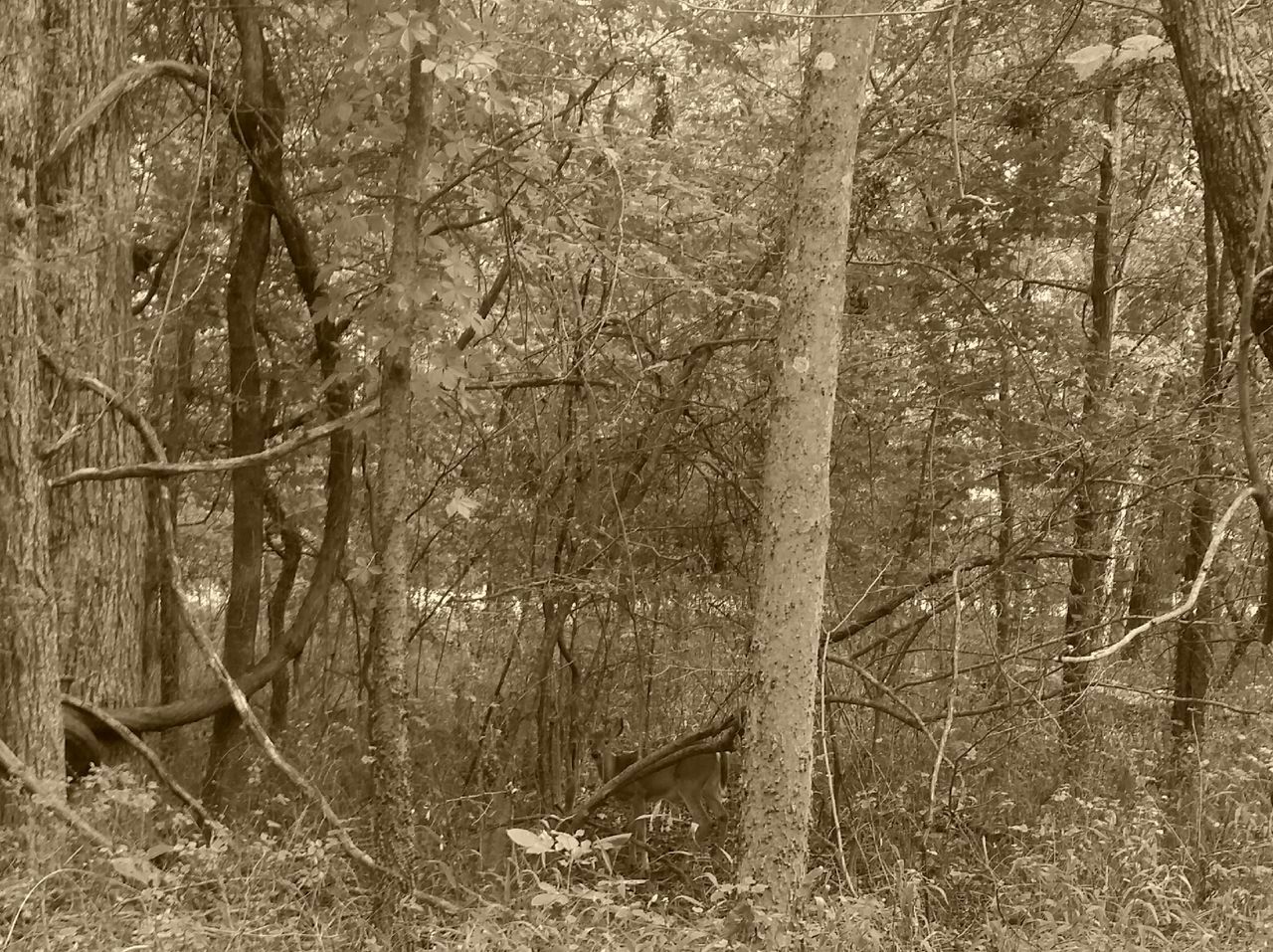 VIEW OF TREES IN FOREST