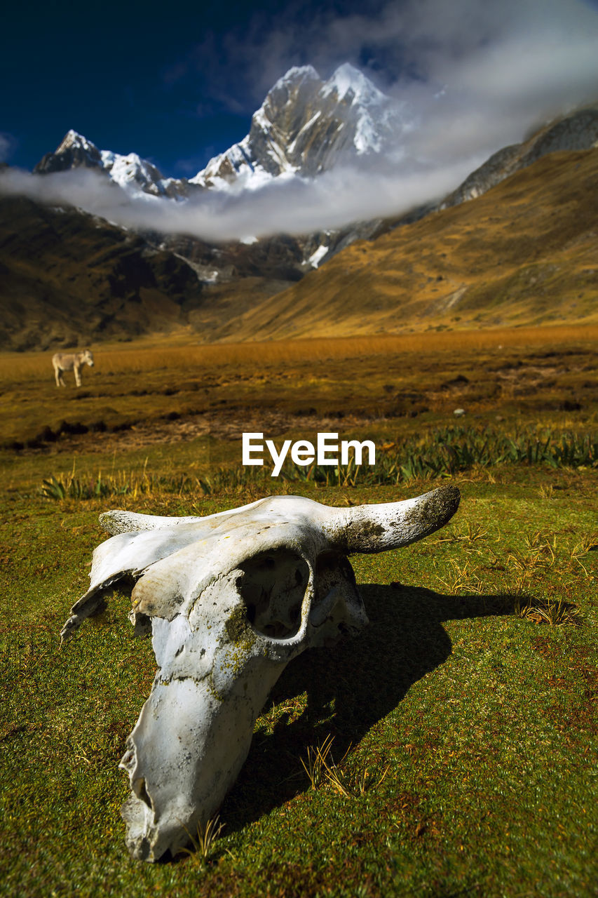 Landscape with mountain range in background