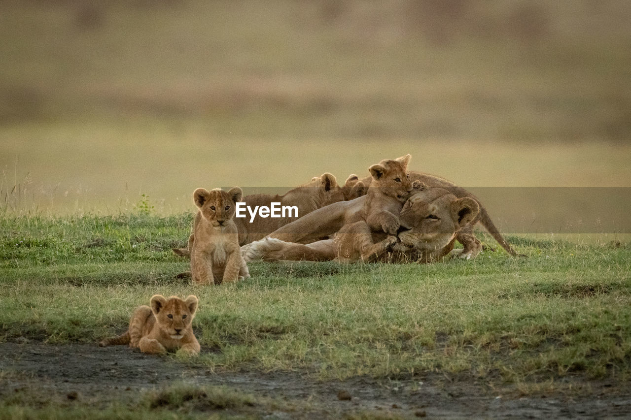 Lioness lies covered in cubs on grass