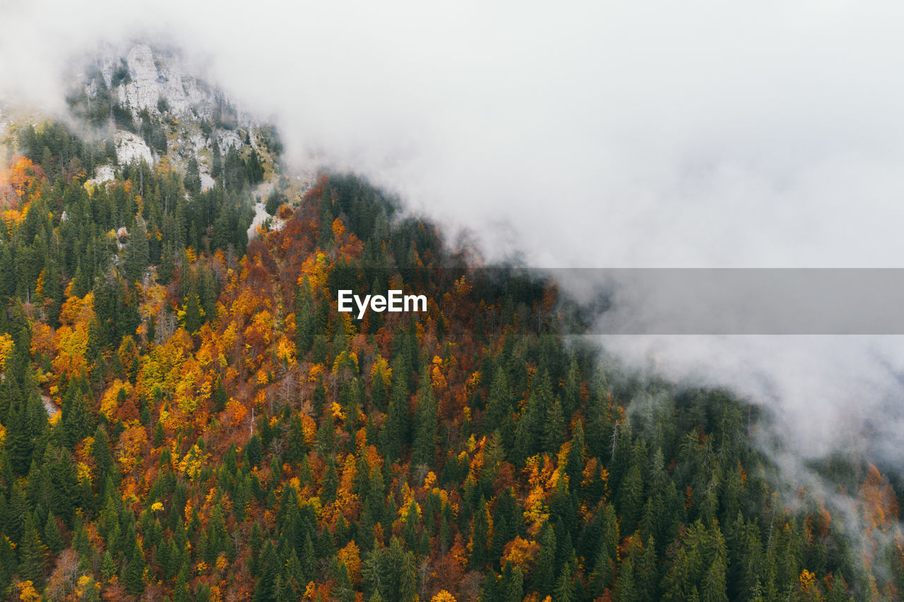 Autumn forest. mountains in thick clouds.