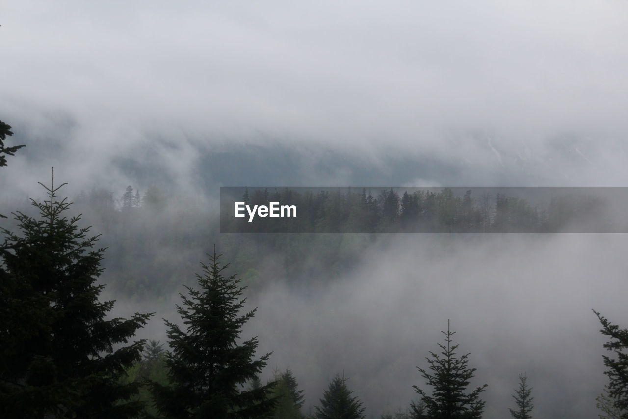 SCENIC VIEW OF FOREST AGAINST SKY