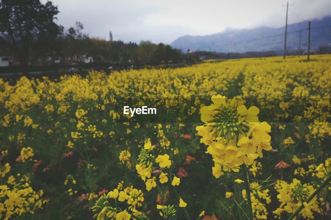 Close-up of oilseed rape field against sky