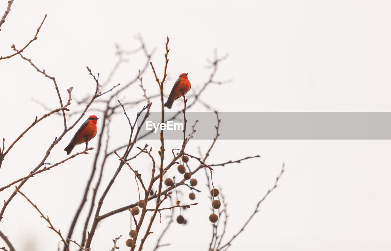 Low angle view of robins perching on bare tree against clear sky