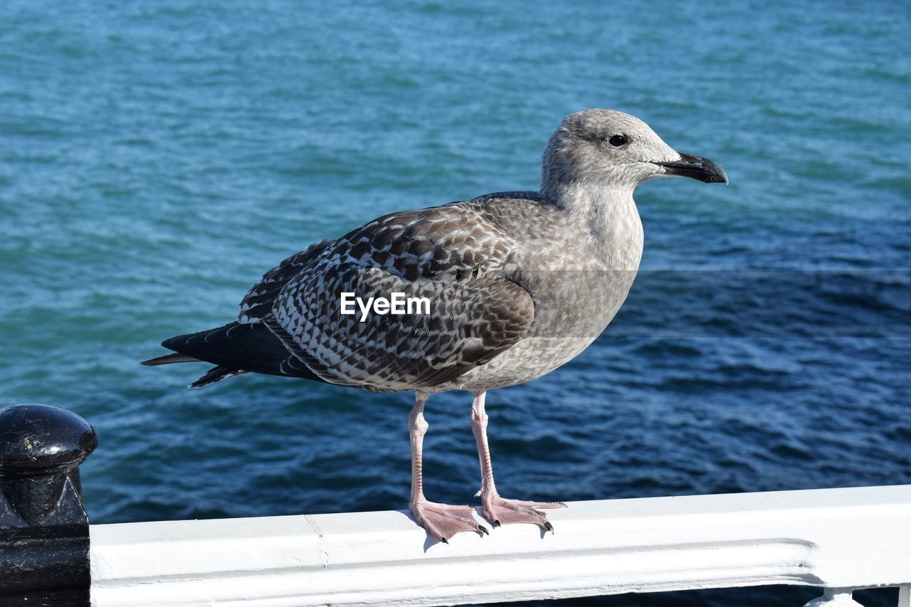 Close-up of seagull perching on railing against sea