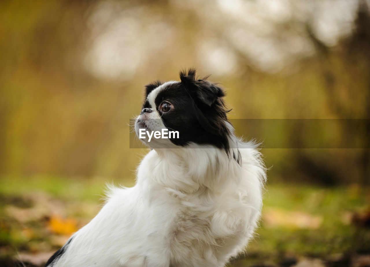 Close-up of japanese chin looking away while sitting on field in park