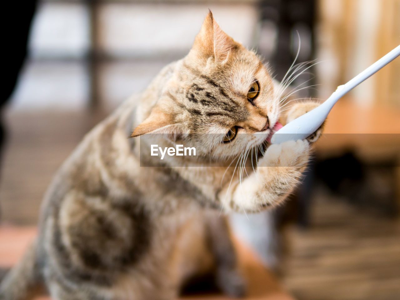 CLOSE-UP OF CAT OUTDOORS
