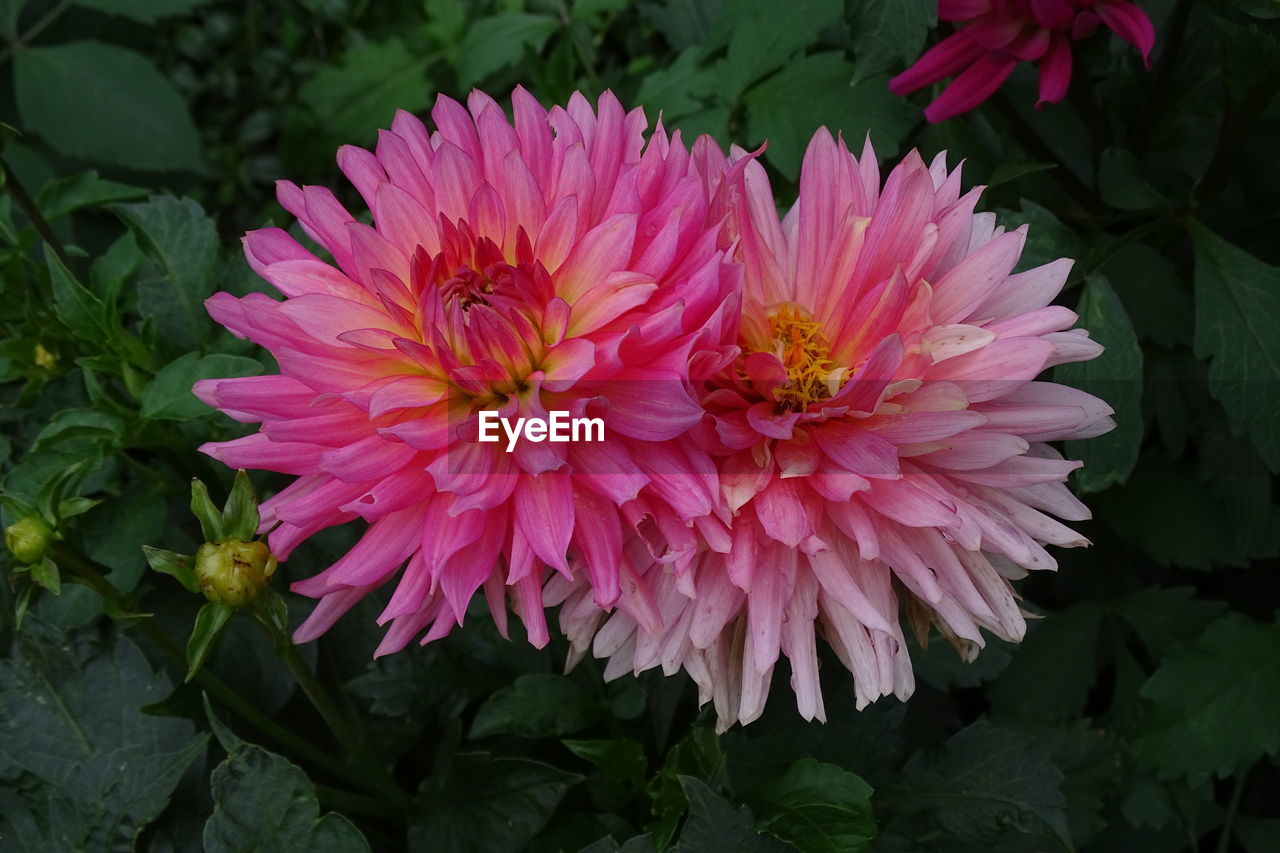 CLOSE-UP OF PINK FLOWER