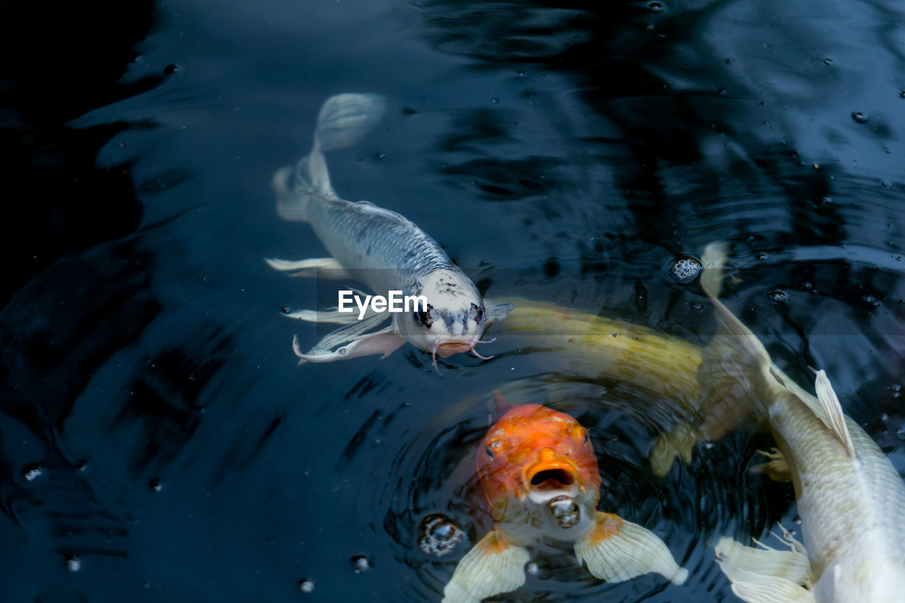 HIGH ANGLE VIEW OF FISHES SWIMMING IN SEA