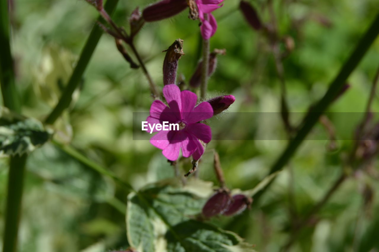 CLOSE-UP OF PINK FLOWER ON PLANT