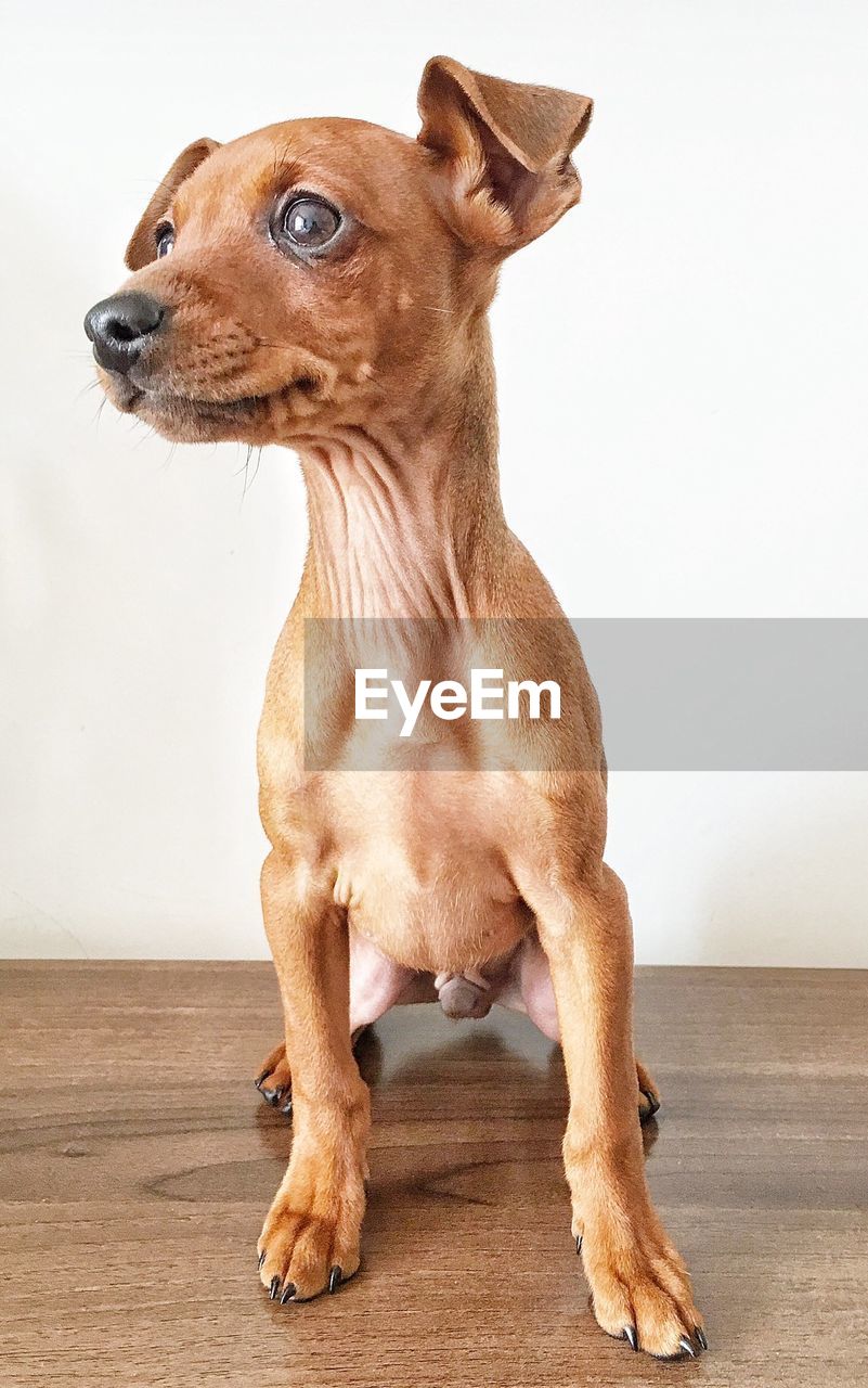 Full length of chihuahua standing on wooden floor against wall 