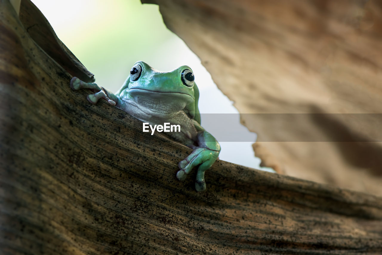 Close-up portrait of frog on dry leaf