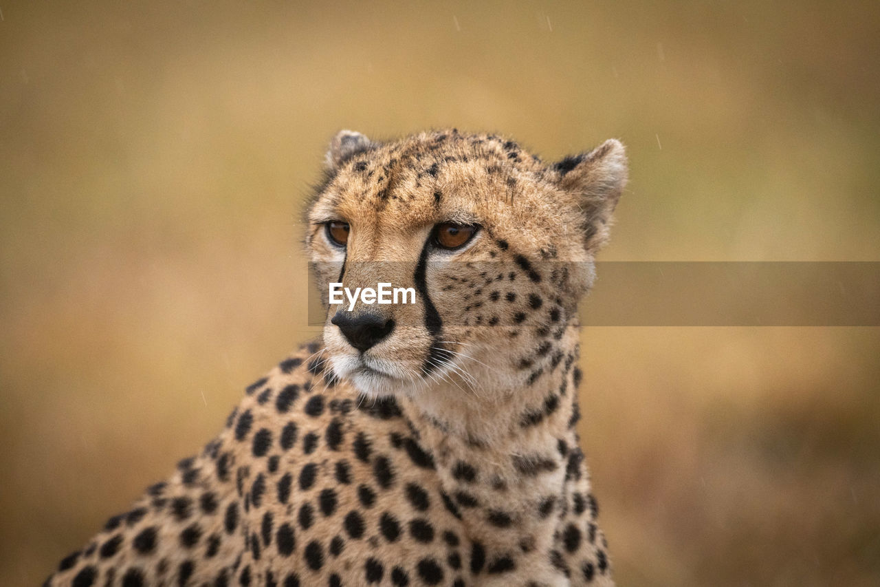 Cheetah looking away in forest