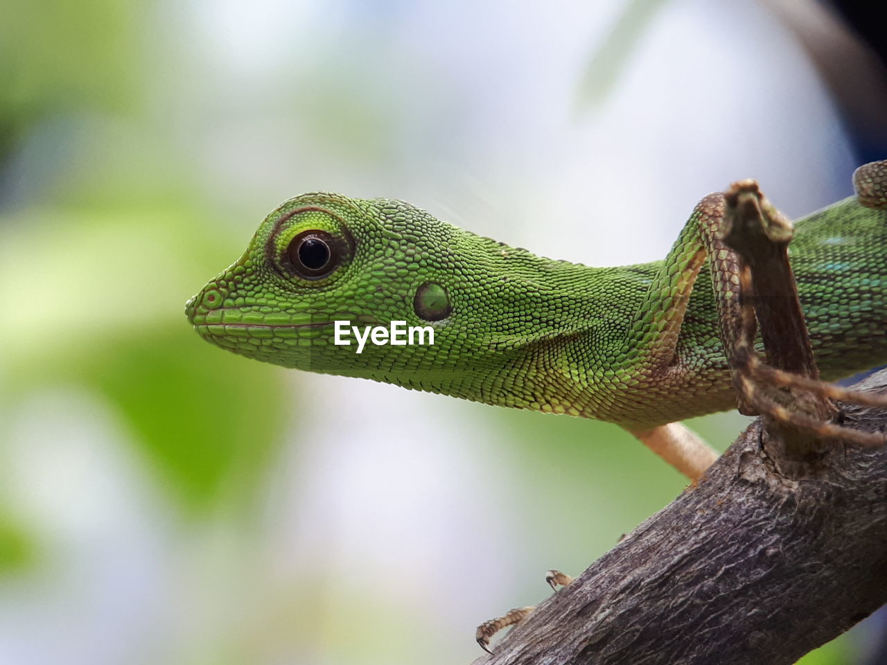 Close-up of lizard on tree