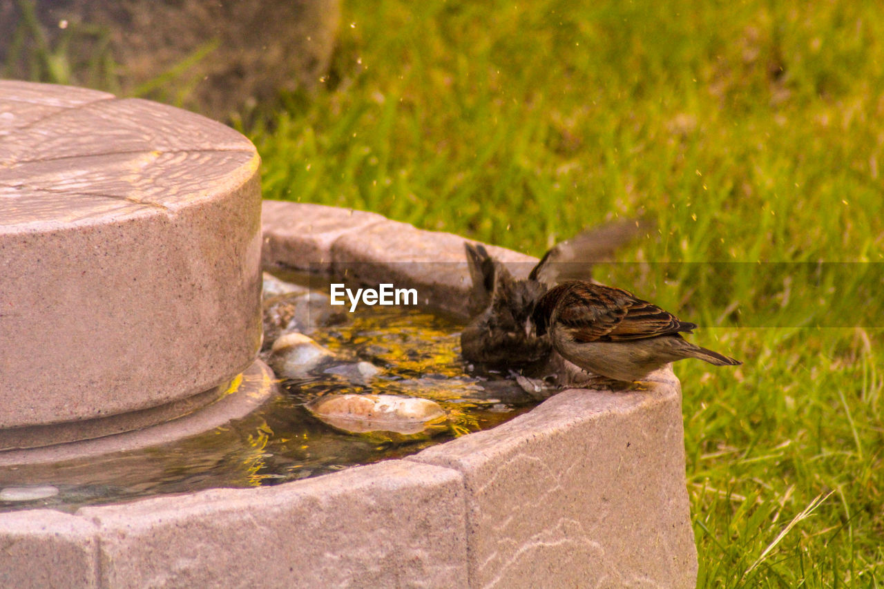 Close-up of a bird bathing 