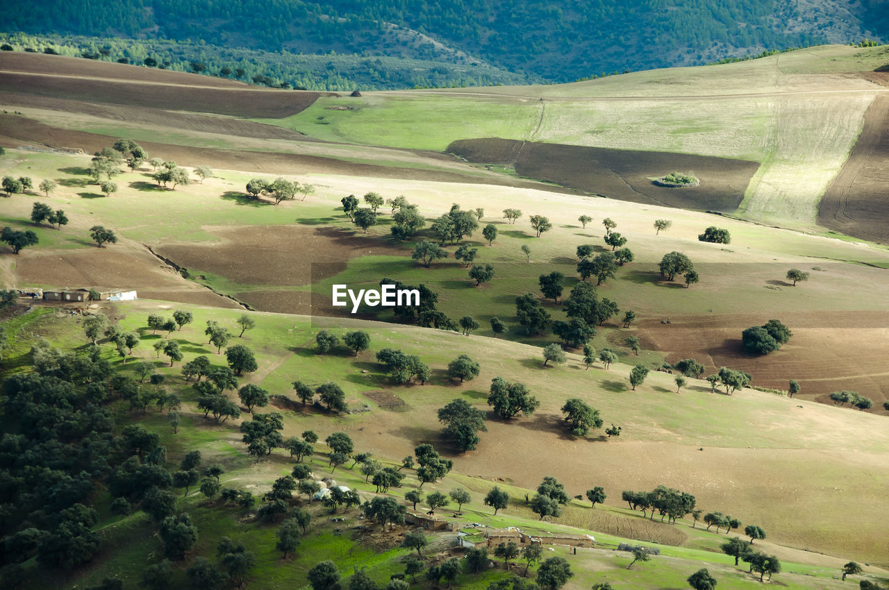 High angle view of trees on field