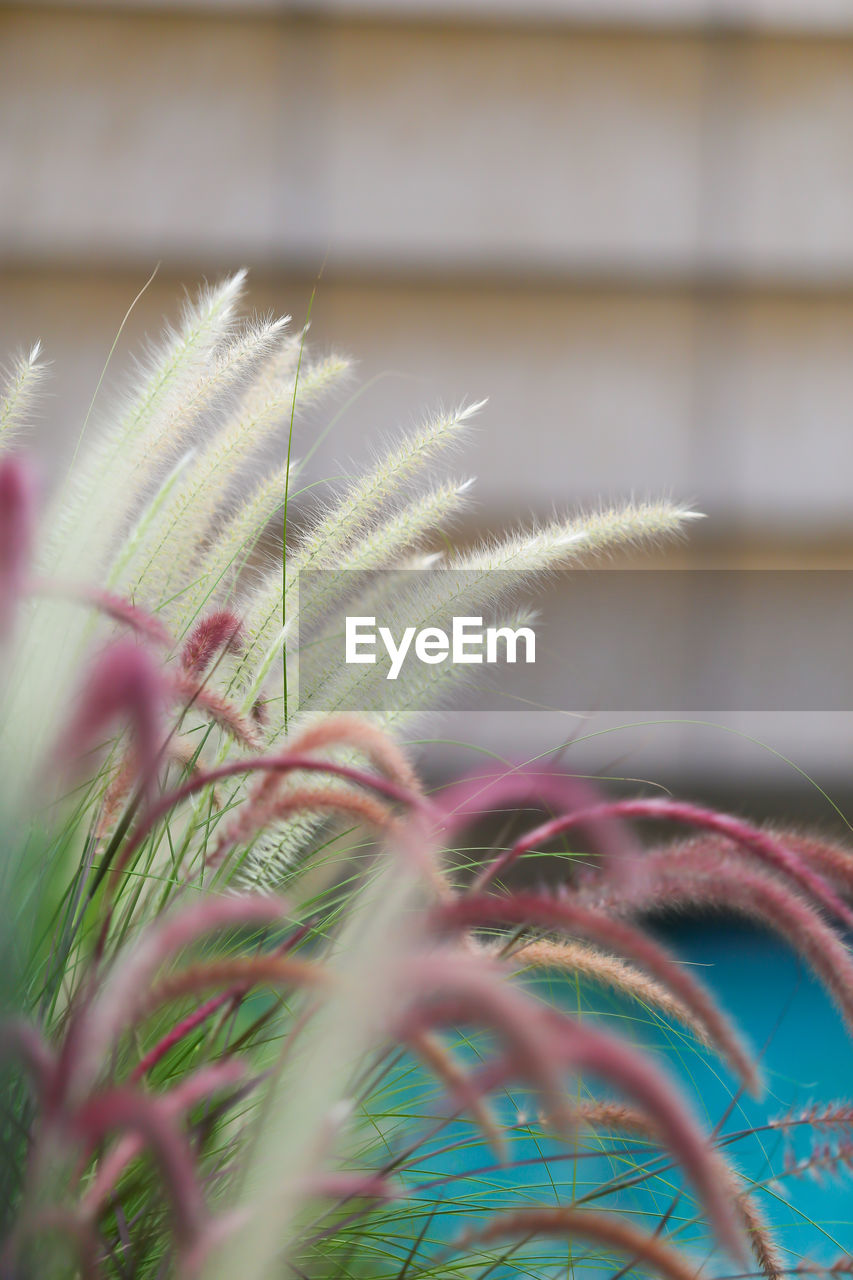 CLOSE-UP OF PLANTS OUTDOORS