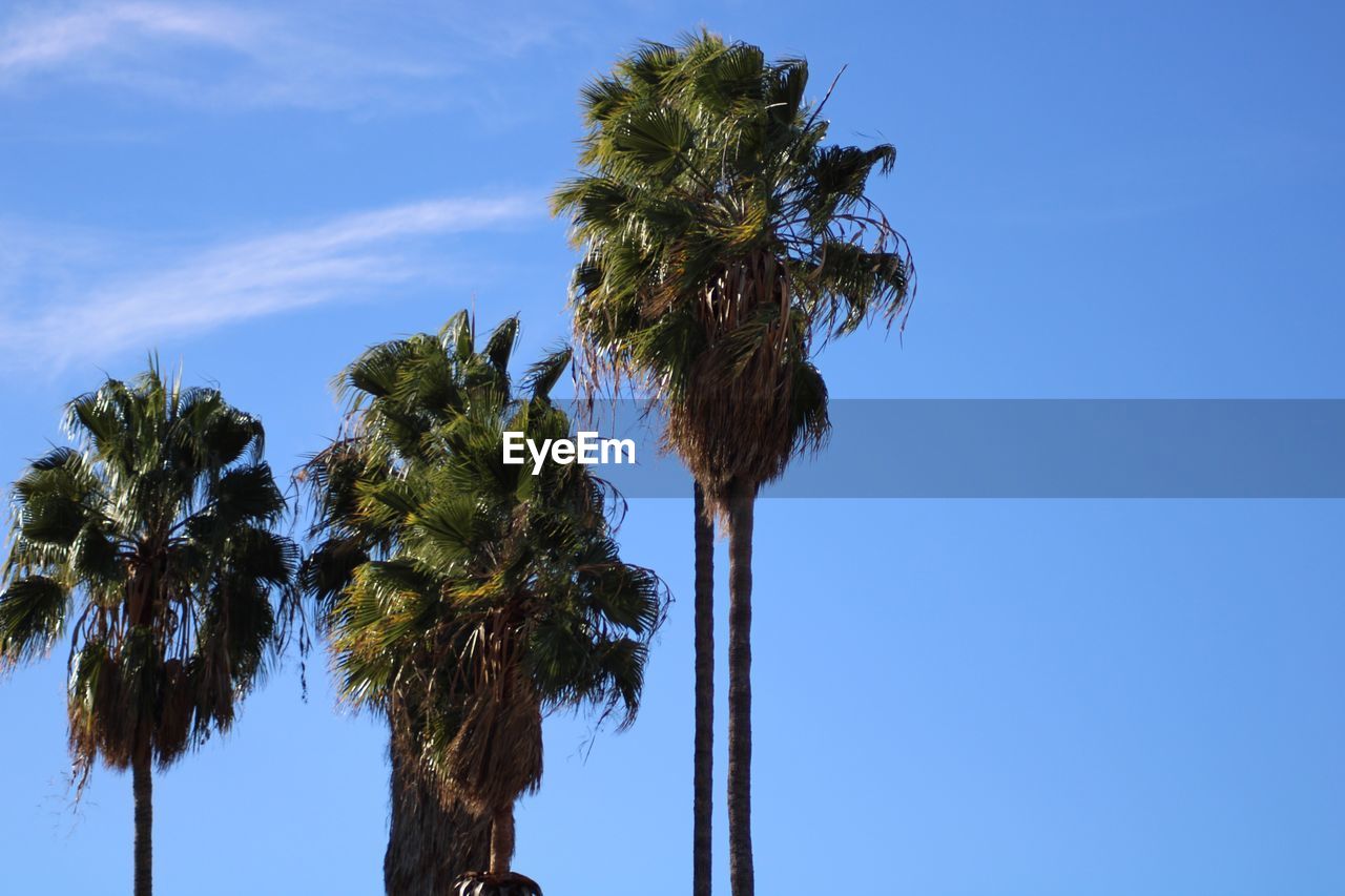 LOW ANGLE VIEW OF COCONUT PALM TREE AGAINST BLUE SKY