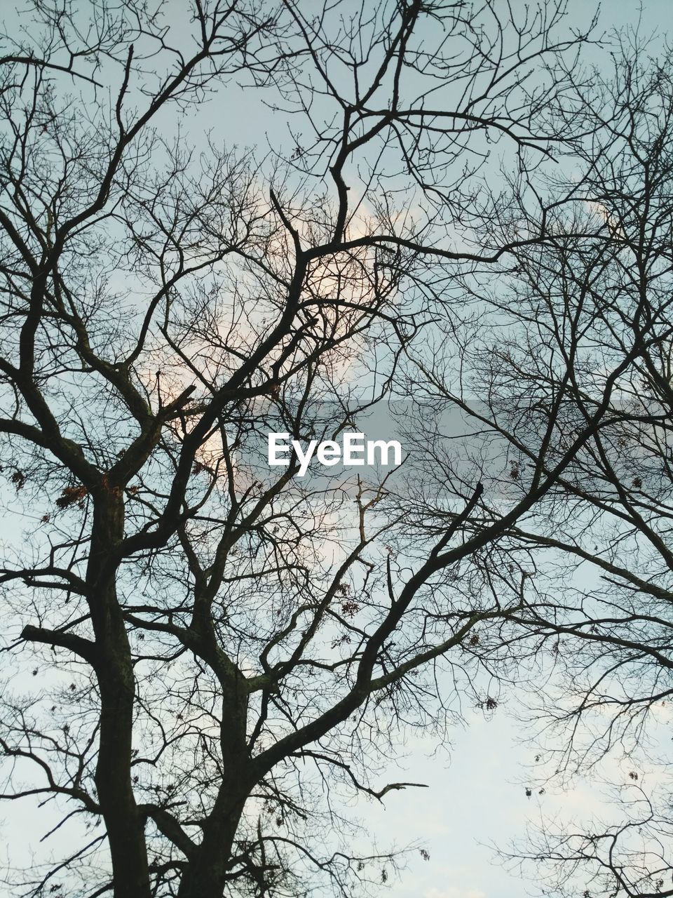 LOW ANGLE VIEW OF BIRD ON TREE AGAINST SKY