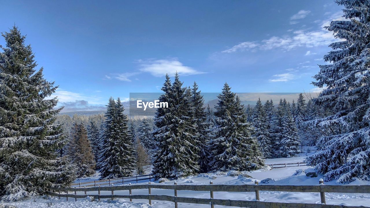 Trees on snow covered field against sky