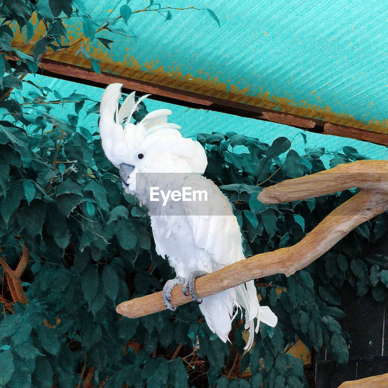 VIEW OF BIRD PERCHING ON PLANT