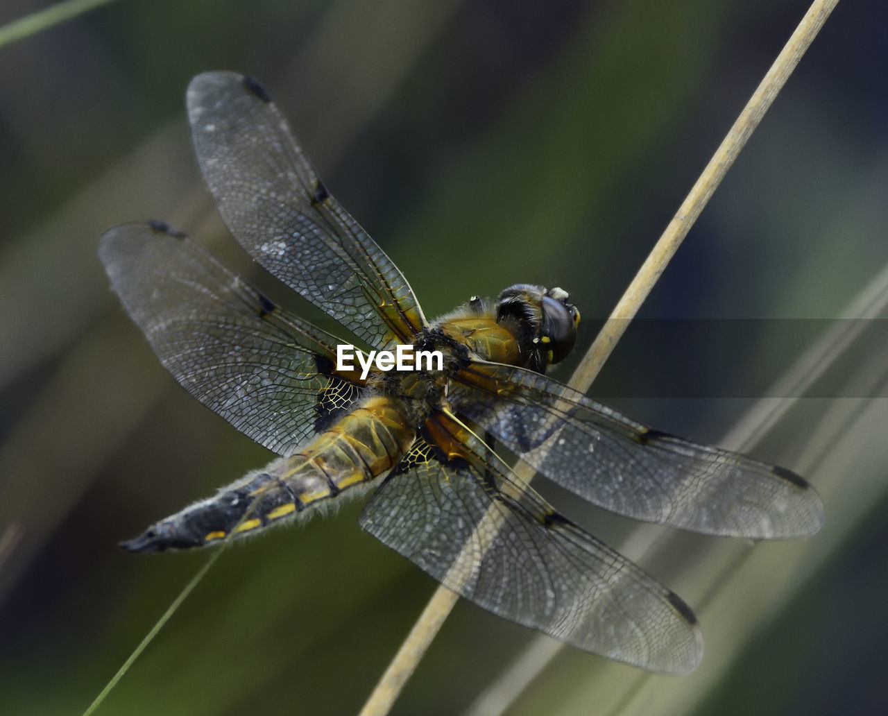 CLOSE-UP OF INSECT