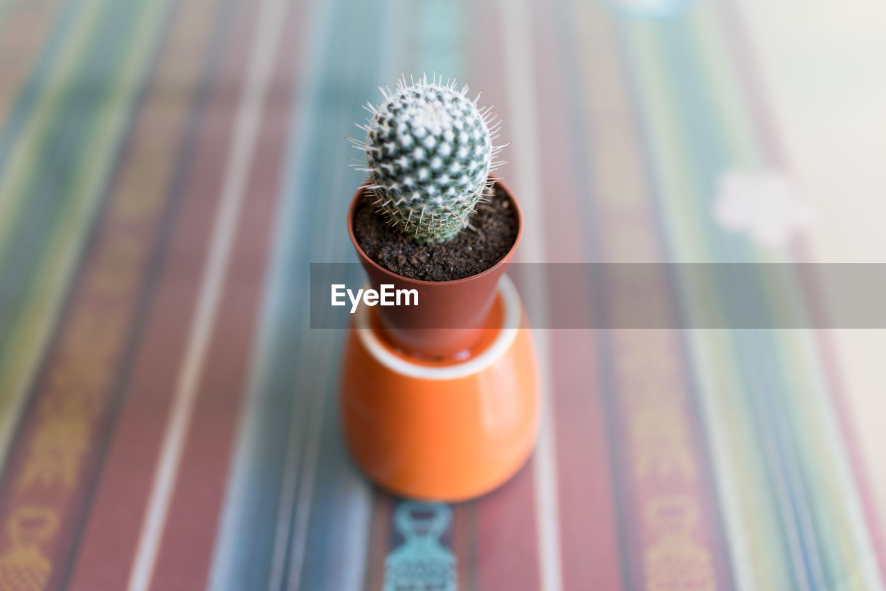 High angle view of cactus on table