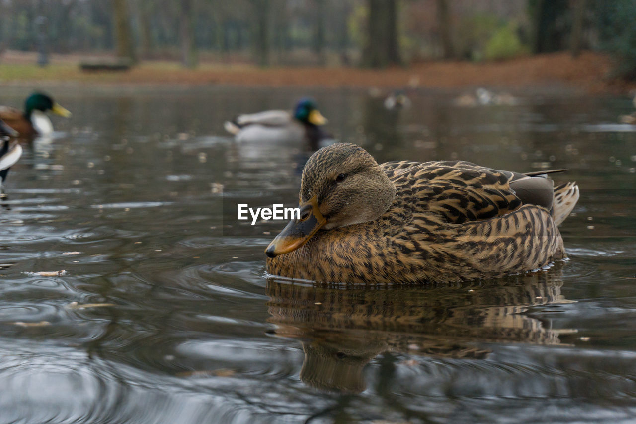 Close-up of ducks swimming in lake