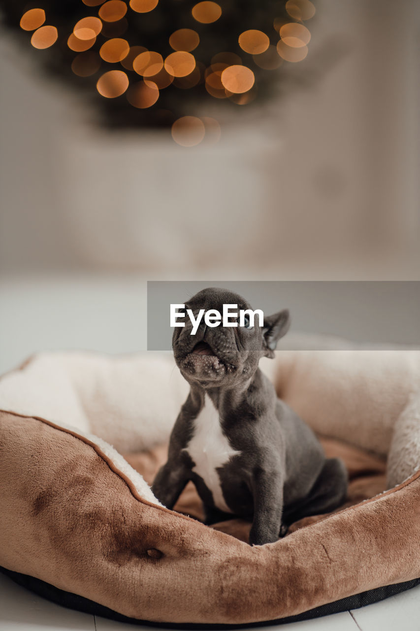 close-up of dog sitting on bed at home