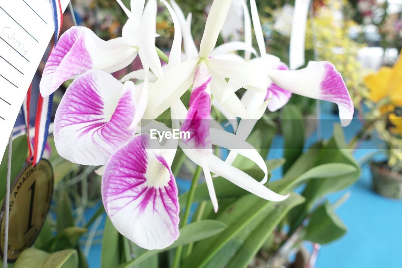 CLOSE-UP OF PINK ORCHID