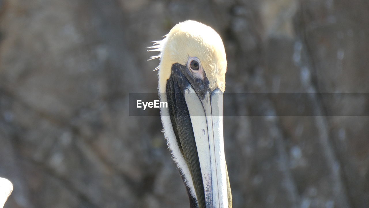 CLOSE-UP OF PELICAN