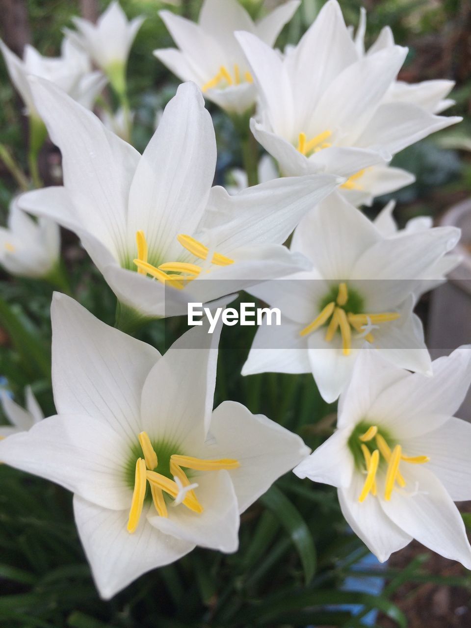 CLOSE-UP OF WHITE FLOWER BLOOMING OUTDOORS