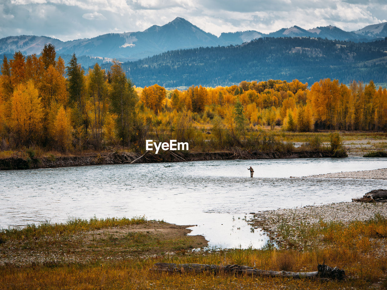 A fly fisherman casts in the snake river during fall in wyoming