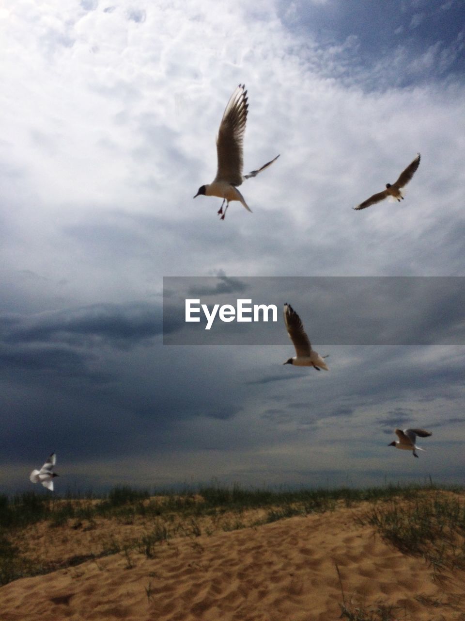 LOW ANGLE VIEW OF SEAGULL FLYING