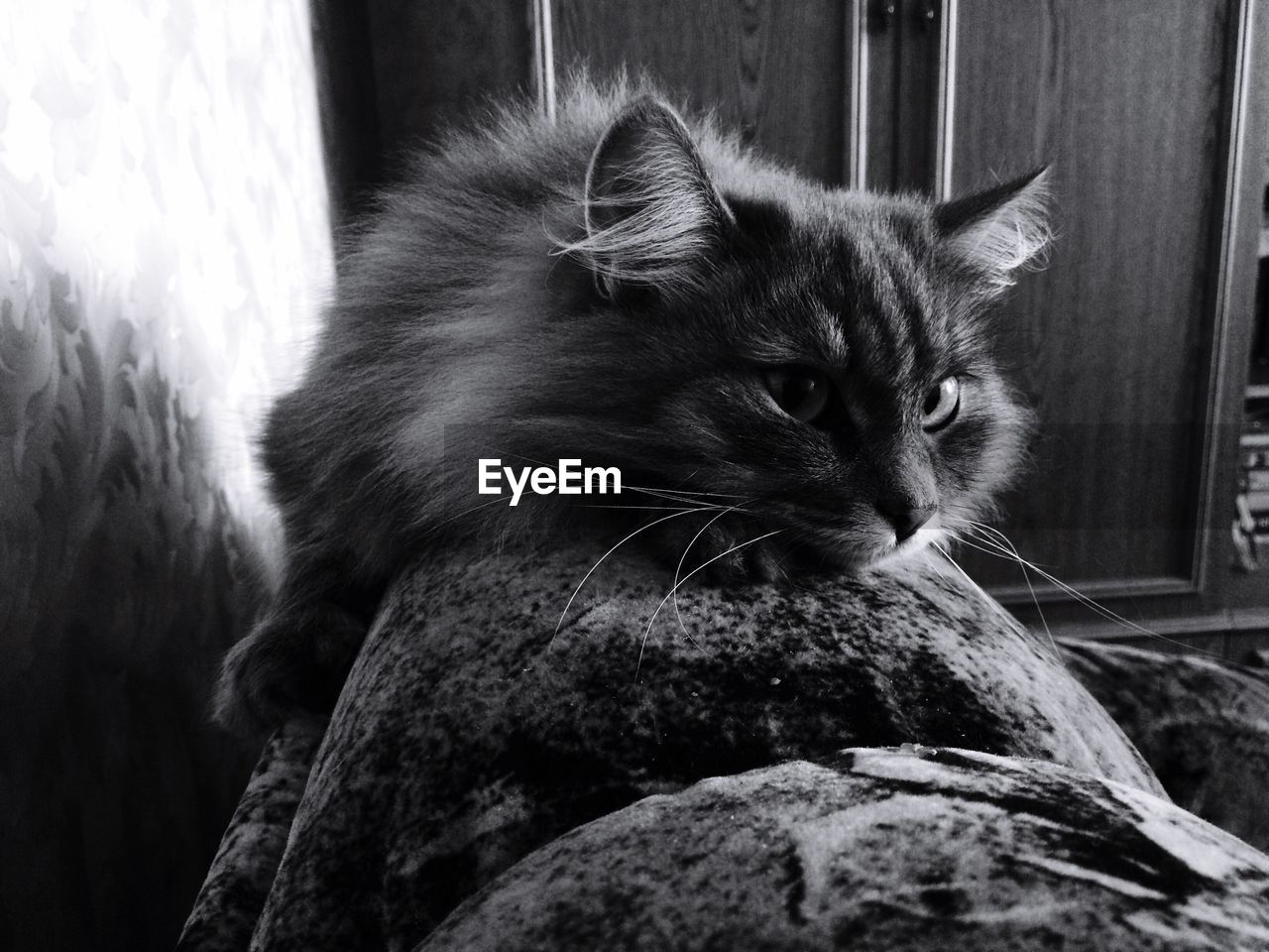 CLOSE-UP OF CAT SITTING ON SOFA