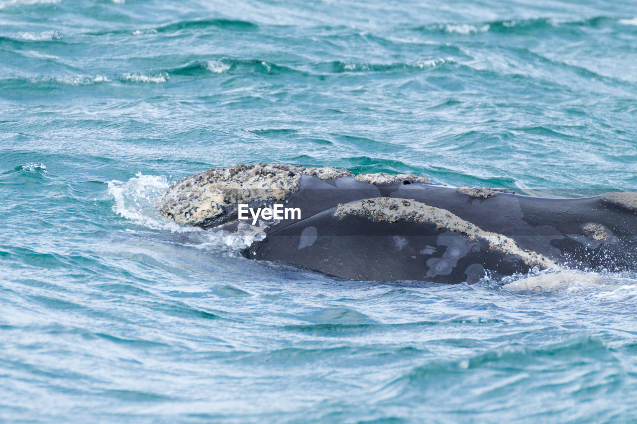 high angle view of man swimming in water