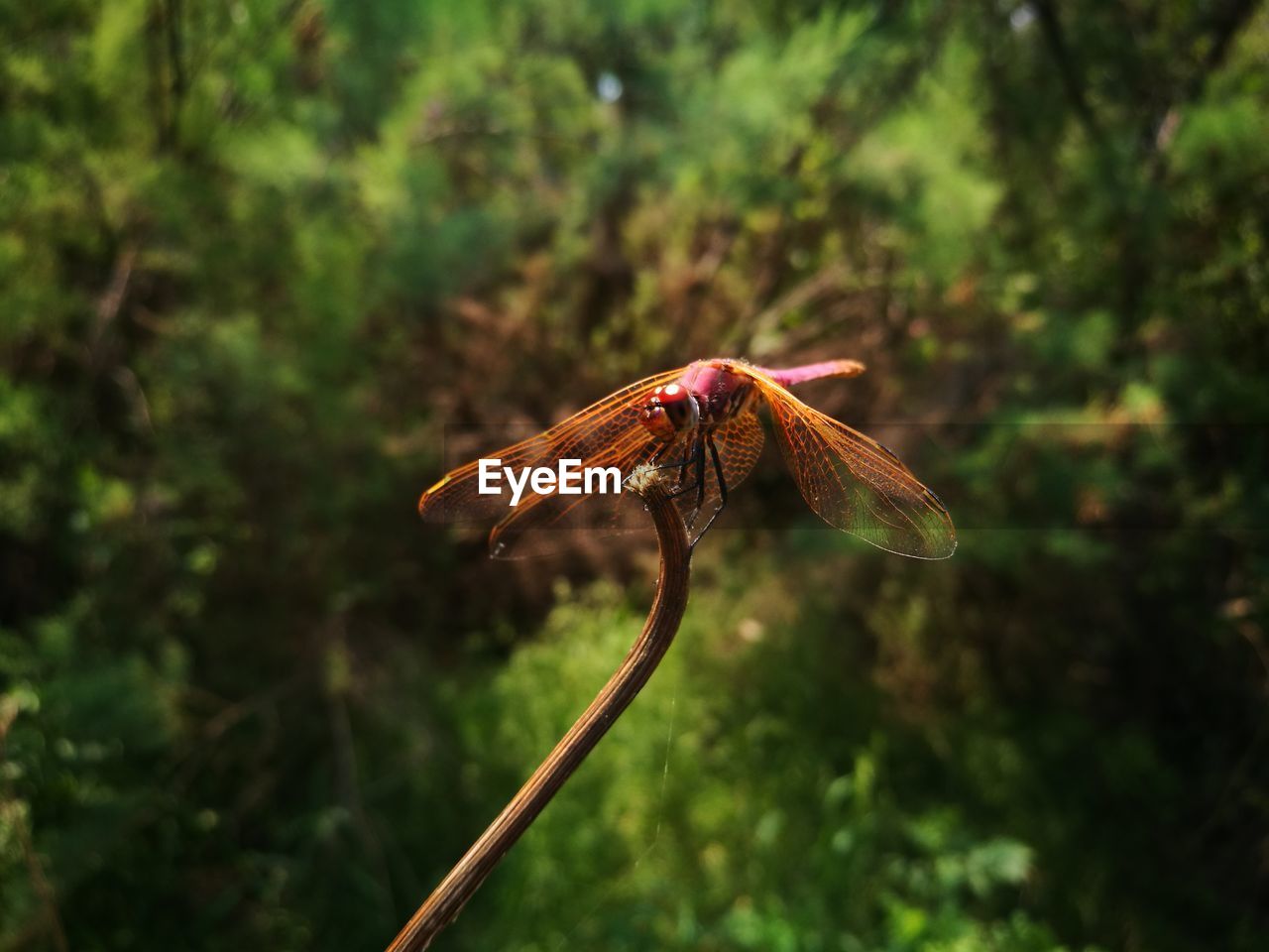 CLOSE-UP OF DRAGONFLY ON LEAF