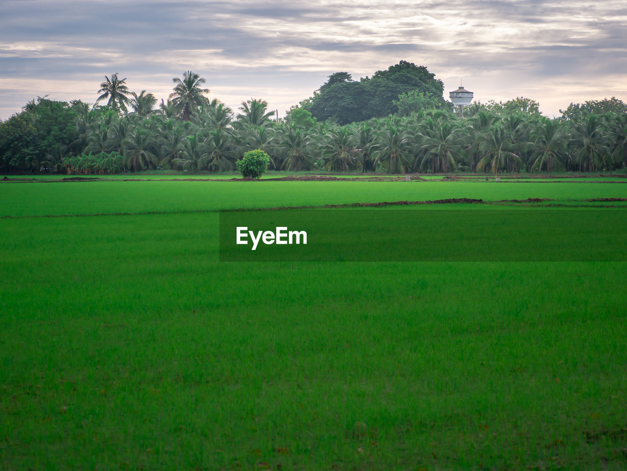 SCENIC VIEW OF GREEN LANDSCAPE AGAINST SKY