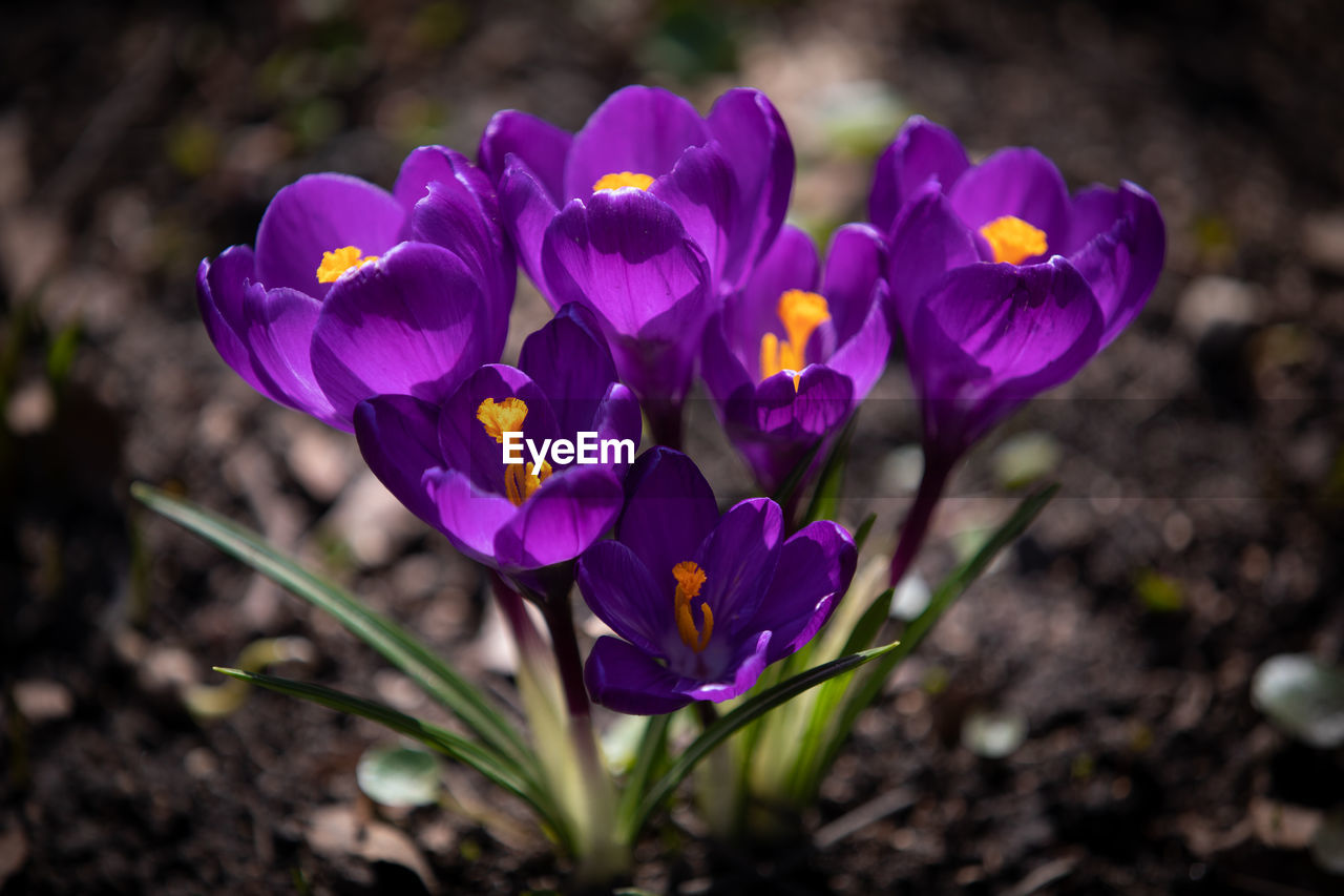 CLOSE-UP OF PURPLE CROCUS FLOWERS GROWING IN FIELD