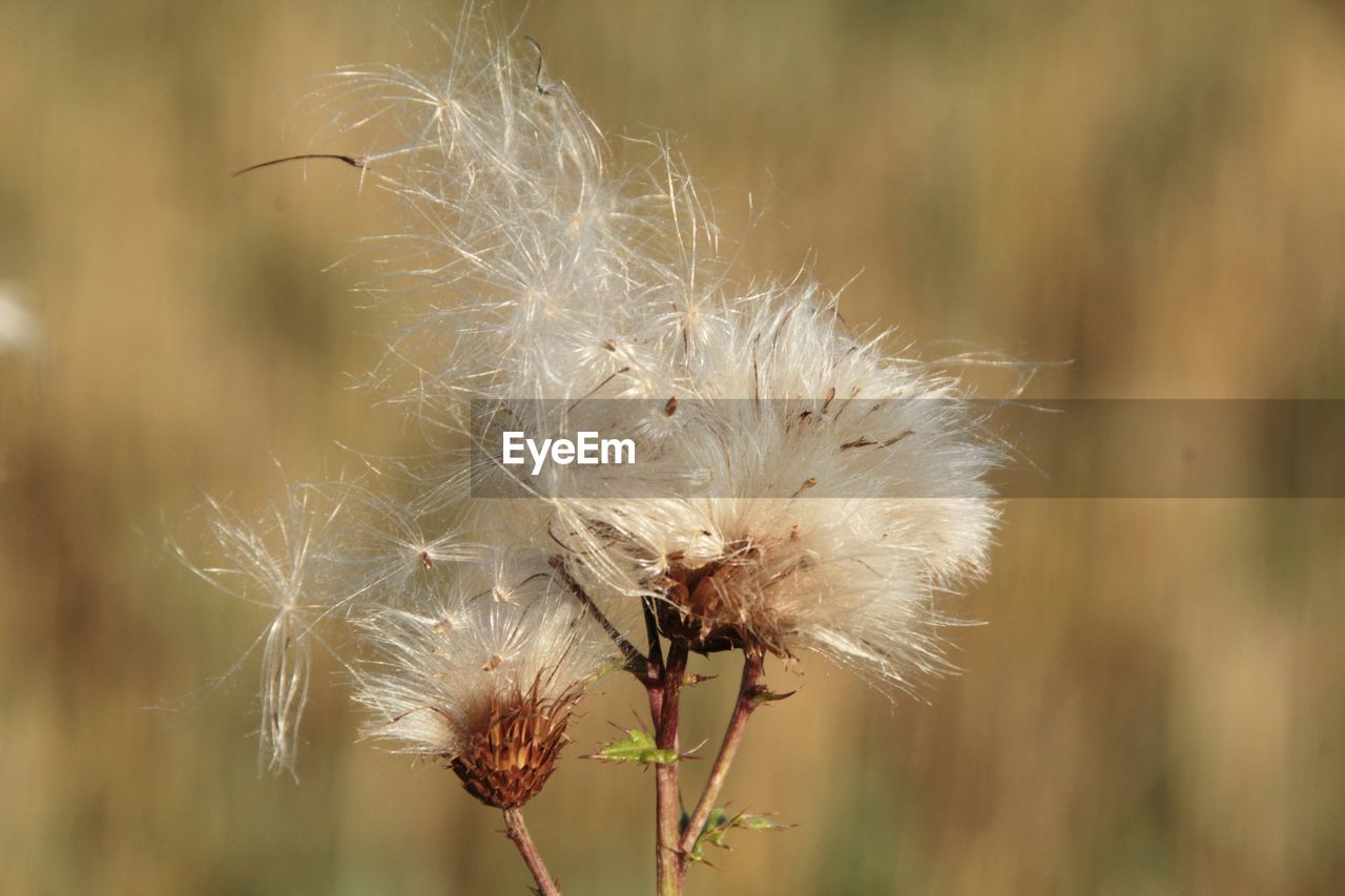 CLOSE-UP OF DRIED PLANT