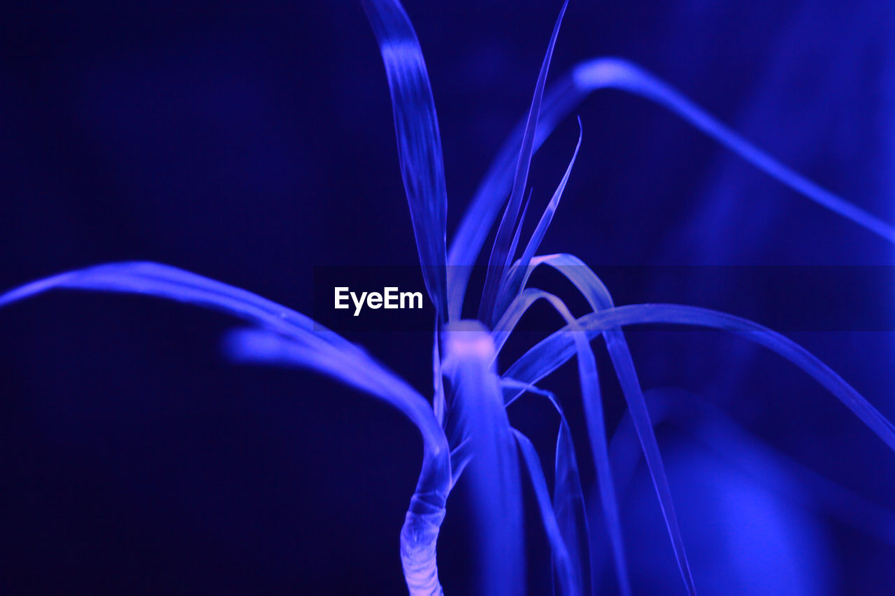 Close-up of blue illuminated plant in dark at night