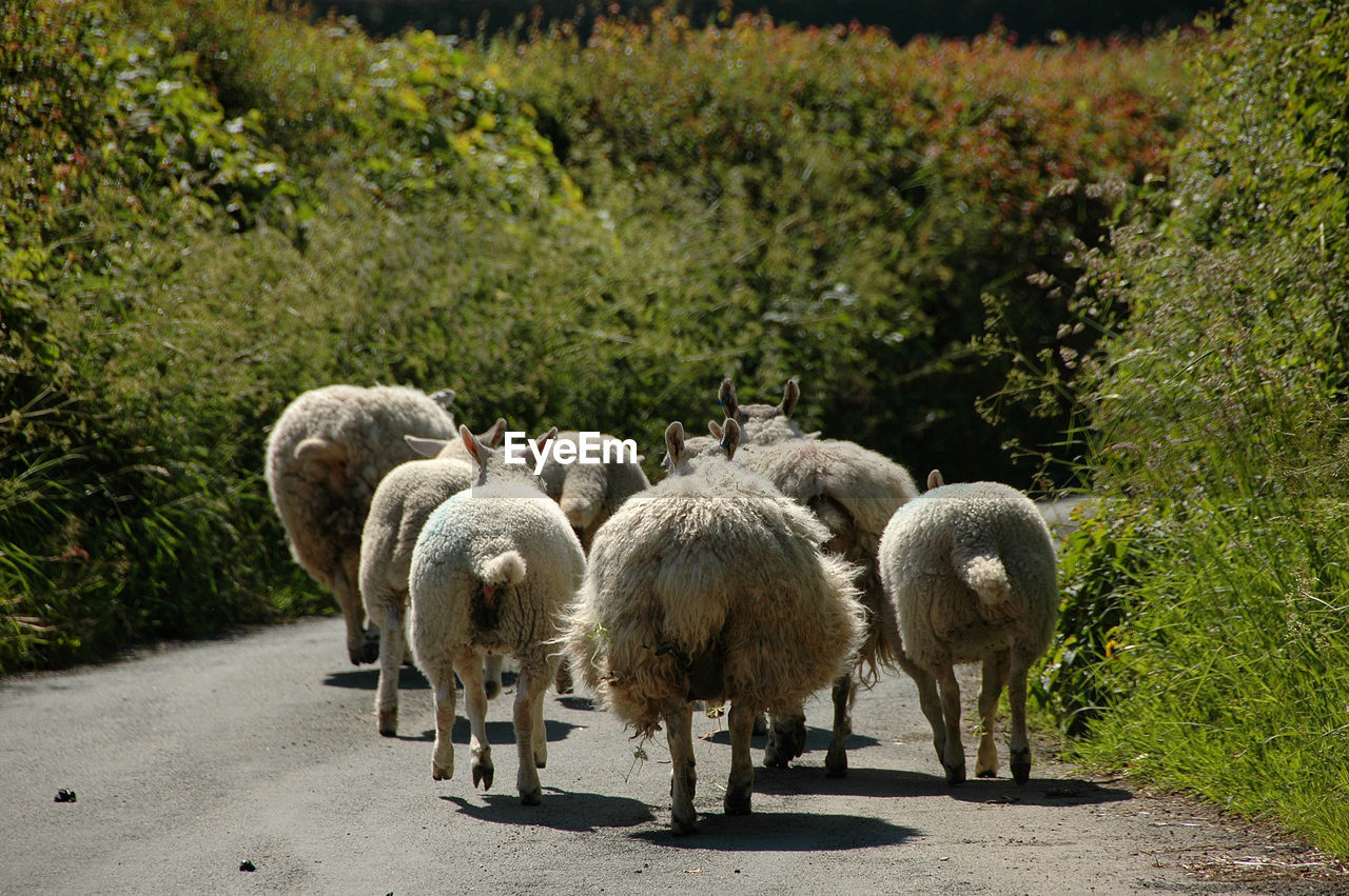 GROUP OF SHEEP WALKING ON ROAD